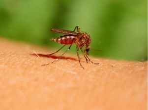 Mosquito Abatement Program