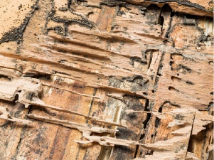 Termite Wood